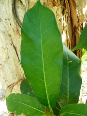 Ficus drupacea