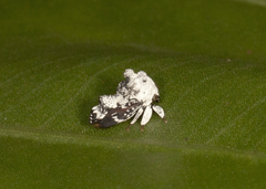 Notocera bituberculata