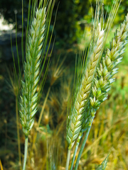 Triticum