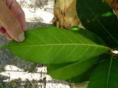 Ficus drupacea