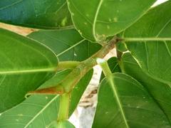 Ficus drupacea