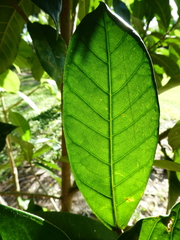 Ficus drupacea