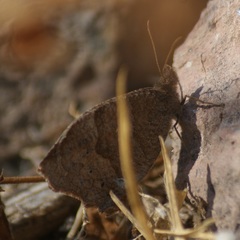 Pindis squamistriga