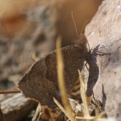 Pindis squamistriga