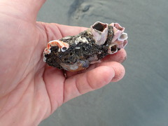 Neosabellaria kaiparaensis