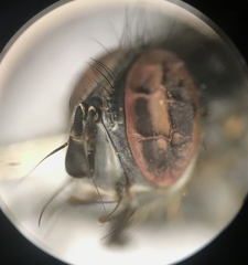 Parerigone macrophthalma