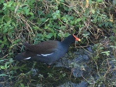 Gallinula galeata