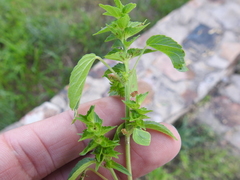 Acalypha neomexicana