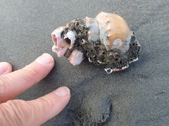 Neosabellaria kaiparaensis