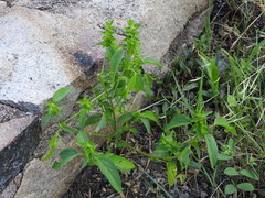 Acalypha neomexicana