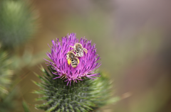 Diadasia chilensis