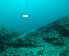 Nemadactylus macropterus