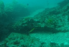 Forsterygion maryannae