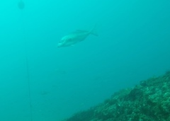 Latridopsis ciliaris