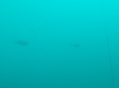 Caesioperca lepidoptera