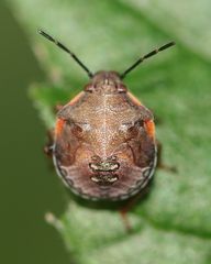 Dendrocoris