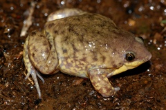 Hemisus marmoratus