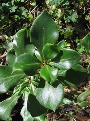 Coprosma hirtella