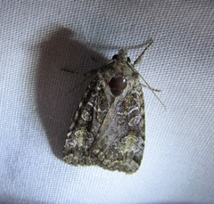 Anaplectoides pressus