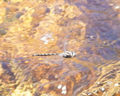 Notoaeschna sagittata