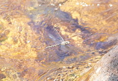 Notoaeschna sagittata