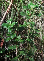 Coprosma hirtella