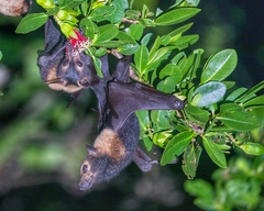 Spectacled Flying Fox photo 3