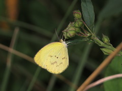 Pyrisitia venusta venusta