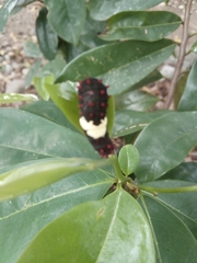 Mimoides ilus branchus