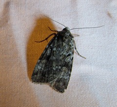 Anaplectoides pressus