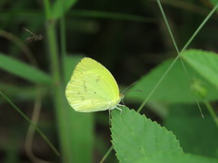 Pyrisitia venusta venusta