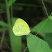 Pyrisitia venusta venusta - Photo (c) Lepidoptera Colombiana 🇨🇴, μερικά δικαιώματα διατηρούνται (CC BY-NC), uploaded by Lepidoptera Colombiana 🇨🇴