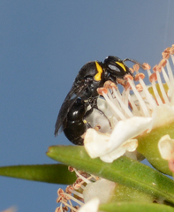 Hylaeus bituberculatus