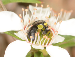 Hylaeus bituberculatus