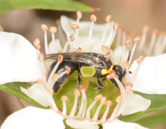 Hylaeus bituberculatus
