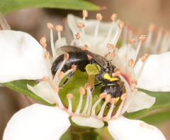 Hylaeus bituberculatus