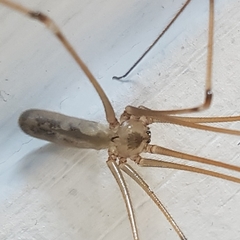 Pholcus phalangioides