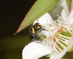 Hylaeus bituberculatus