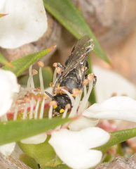 Hylaeus bituberculatus