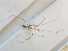 Pholcus phalangioides
