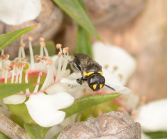 Hylaeus bituberculatus
