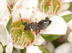 Hylaeus bituberculatus