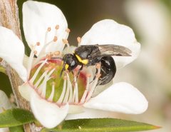 Hylaeus bituberculatus