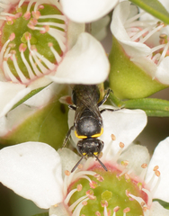 Hylaeus bituberculatus