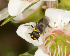 Hylaeus bituberculatus