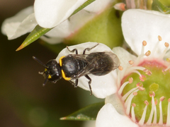 Hylaeus bituberculatus