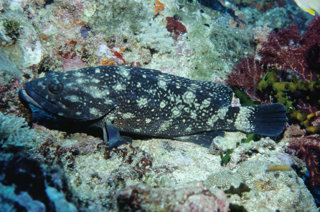 Garrupa (Epinephelus coeruleopunctatus) — Serranidae