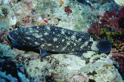 Witstip-tandbaars (Epinephelus coeruleopunctatus) — Serranidae
