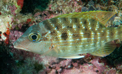 Lethrinus erythracanthus