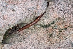 Aniulus